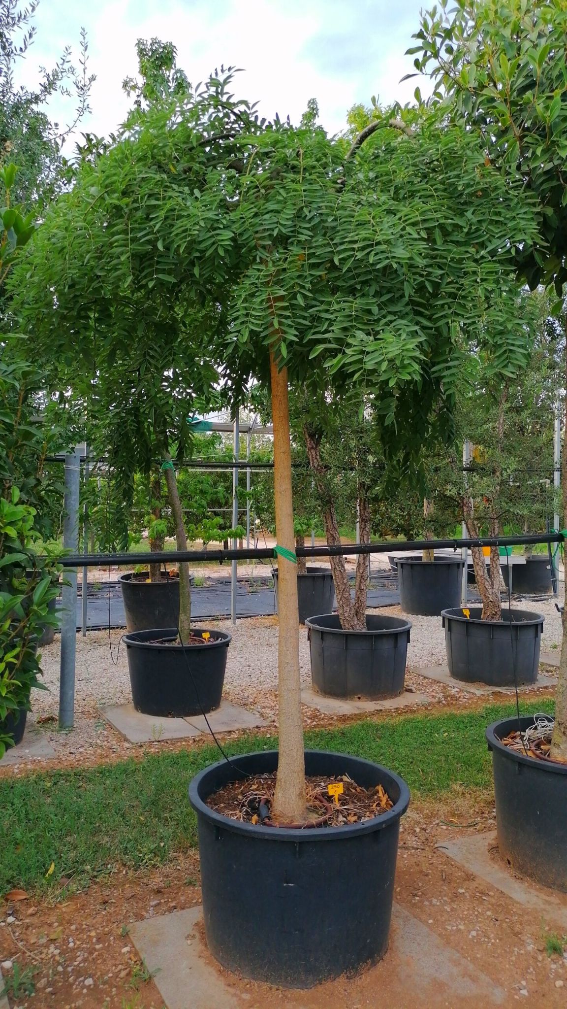 Sophora japonica pendula   350cm